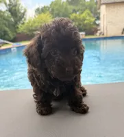  Cherry, a female Poodle - Toy  for sale in Jackson, TN – 5 of 8