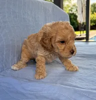 Archie, a male Poodle - Toy  for sale in Jackson, TN – 2 of 9