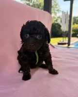 Channel, a female Poodle - Toy  for sale in Jackson, TN – 3 of 8