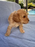 Archie, a male Poodle - Toy  for sale in Jackson, TN – 3 of 9