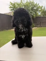Charlotte, a female Poodle - Toy  for sale in Jackson, TN – 5 of 10