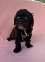Chelsea, a female Poodle - Toy  for sale in Jackson, TN – 1 of 6