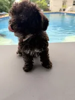 Chelsea, a female Poodle - Toy  for sale in Jackson, TN – 8 of 9