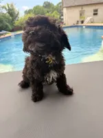 Charlie, a male Poodle - Toy  for sale in Jackson, TN – 7 of 8