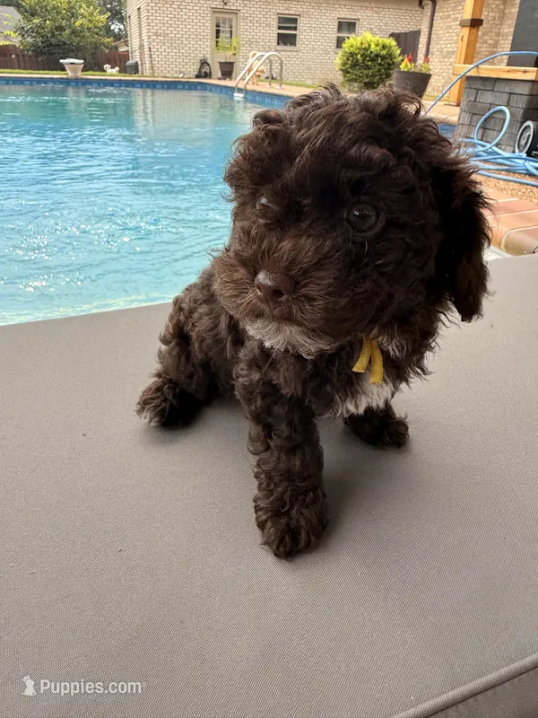 Charlie – Poodle - Toy  puppy for sale in Jackson, TN