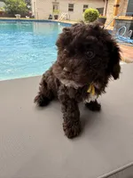 Charlie, a male Poodle - Toy  for sale in Jackson, TN – 1 of 8