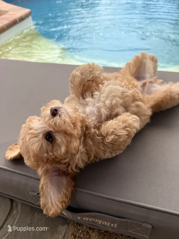Archie – Poodle - Toy  puppy for sale in Jackson, TN