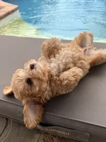 Archie, a male Poodle - Toy  for sale in Jackson, TN – 2 of 9