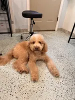 Peaches, a female Goldendoodle for sale in Jackson, TN – 8 of 8