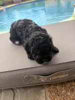 Charlotte, a female Poodle - Toy  for sale in Jackson, TN – 2 of 9