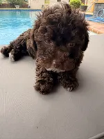 Chelsea, a female Poodle - Toy  for sale in Jackson, TN – 3 of 9