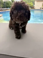Chelsea, a female Poodle - Toy  for sale in Jackson, TN – 2 of 9