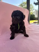 Channel, a female Poodle - Toy  for sale in Jackson, TN – 8 of 8