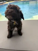 Charlie, a male Poodle - Toy  for sale in Jackson, TN – 5 of 8