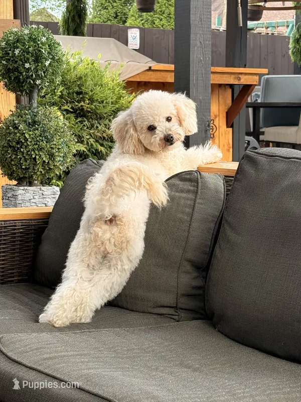 Ellie – Goldendoodle puppy for sale in Jackson, TN