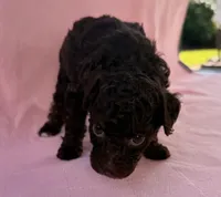 Channel, a female Poodle - Toy  for sale in Jackson, TN – 2 of 8