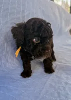 Charlie, a male Poodle - Toy  for sale in Jackson, TN – 3 of 8