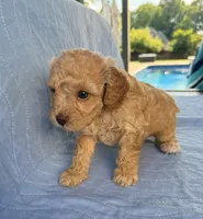 Archie, a male Poodle - Toy  for sale in Jackson, TN – 6 of 9