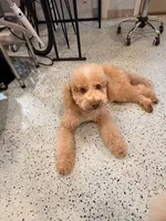 Peaches, a female Goldendoodle for sale in Jackson, TN – 7 of 8