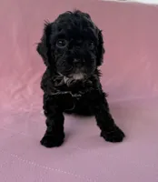 Charlotte, a female Poodle - Toy  for sale in Jackson, TN – 6 of 6