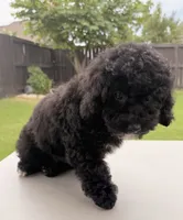 Charlotte, a female Poodle - Toy  for sale in Jackson, TN – 6 of 10