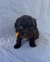 Charlie, a male Poodle - Toy  for sale in Jackson, TN – 1 of 8