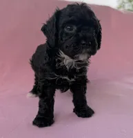 Charlotte, a female Poodle - Toy  for sale in Jackson, TN – 3 of 6
