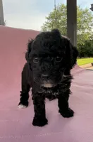 Charlotte, a female Poodle - Toy  for sale in Jackson, TN – 4 of 6