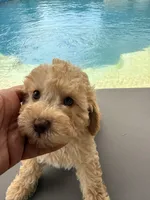 Archie, a male Poodle - Toy  for sale in Jackson, TN – 6 of 9