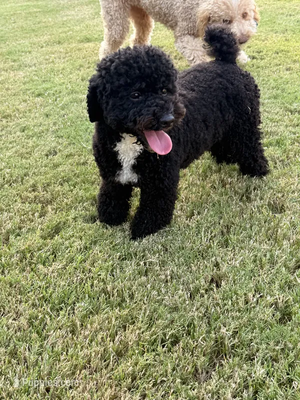 Cooper – Poodle - Toy  puppy for sale in Jackson, TN