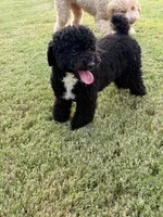 Cooper, a male Poodle - Toy  for sale in Jackson, TN – 1 of 8