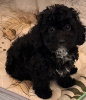 Charlotte, a female Poodle - Toy  for sale in Jackson, TN – 1 of 9