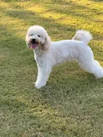 Ellie, a female Goldendoodle for sale in Jackson, TN – 2 of 4