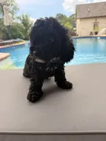 Charlotte, a female Poodle - Toy  for sale in Jackson, TN – 4 of 9