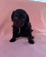 Channel, a female Poodle - Toy  for sale in Jackson, TN – 7 of 8