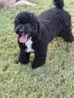 Cooper, a male Poodle - Toy  for sale in Jackson, TN – 3 of 8