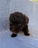 Charlie, a male Poodle - Toy  for sale in Jackson, TN – 2 of 8