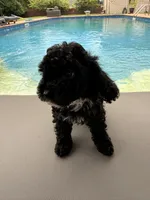 Charlotte, a female Poodle - Toy  for sale in Jackson, TN – 7 of 9
