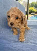 Archie, a male Poodle - Toy  for sale in Jackson, TN – 1 of 9