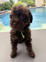 Channel, a female Poodle - Toy  for sale in Jackson, TN – 2 of 8