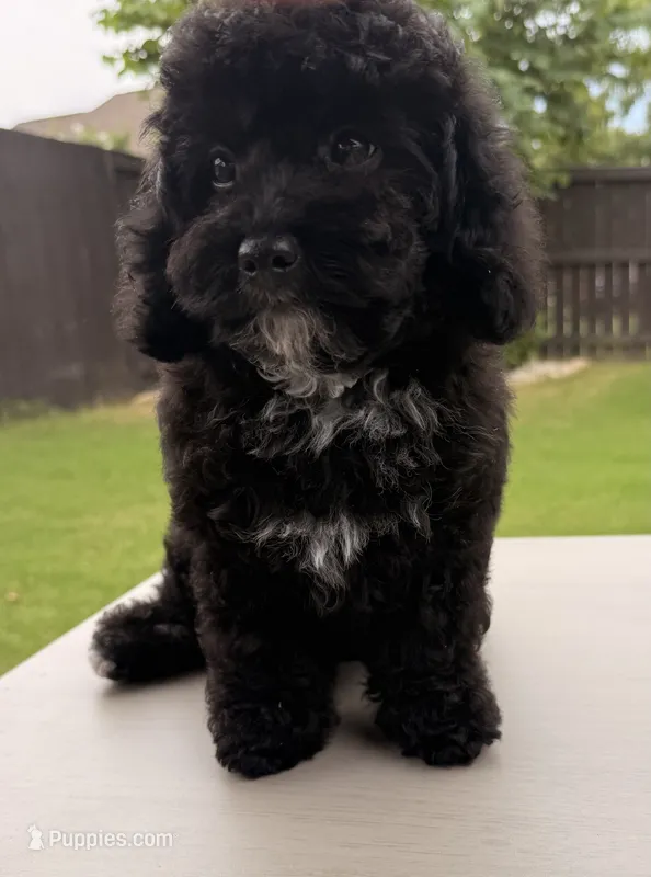 Charlotte – Poodle - Toy  puppy for sale in Jackson, TN