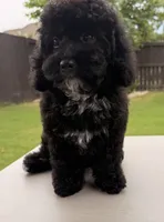 Charlotte, a female Poodle - Toy  for sale in Jackson, TN – 1 of 10