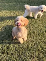 Peaches, a female Goldendoodle for sale in Jackson, TN – 5 of 9