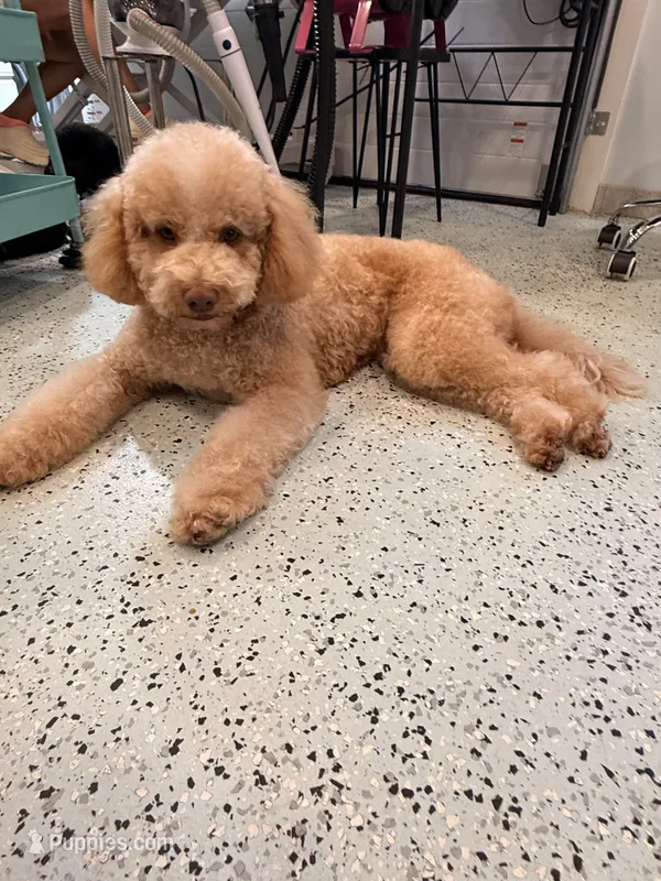 Peaches – Goldendoodle puppy for sale in Jackson, TN