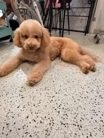 Peaches, a female Goldendoodle for sale in Jackson, TN – 1 of 8