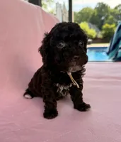 Chelsea, a female Poodle - Toy  for sale in Jackson, TN – 4 of 6