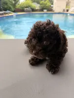 Chelsea, a female Poodle - Toy  for sale in Jackson, TN – 4 of 9