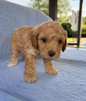 Archie, a male Poodle - Toy  for sale in Jackson, TN – 5 of 9