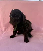 Channel, a female Poodle - Toy  for sale in Jackson, TN – 5 of 8