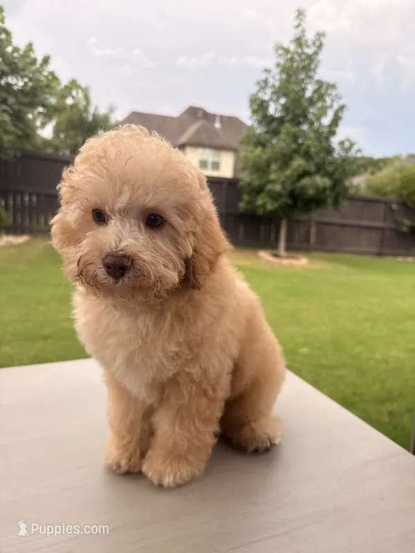 Archie – Poodle - Toy  puppy for sale in Jackson, TN
